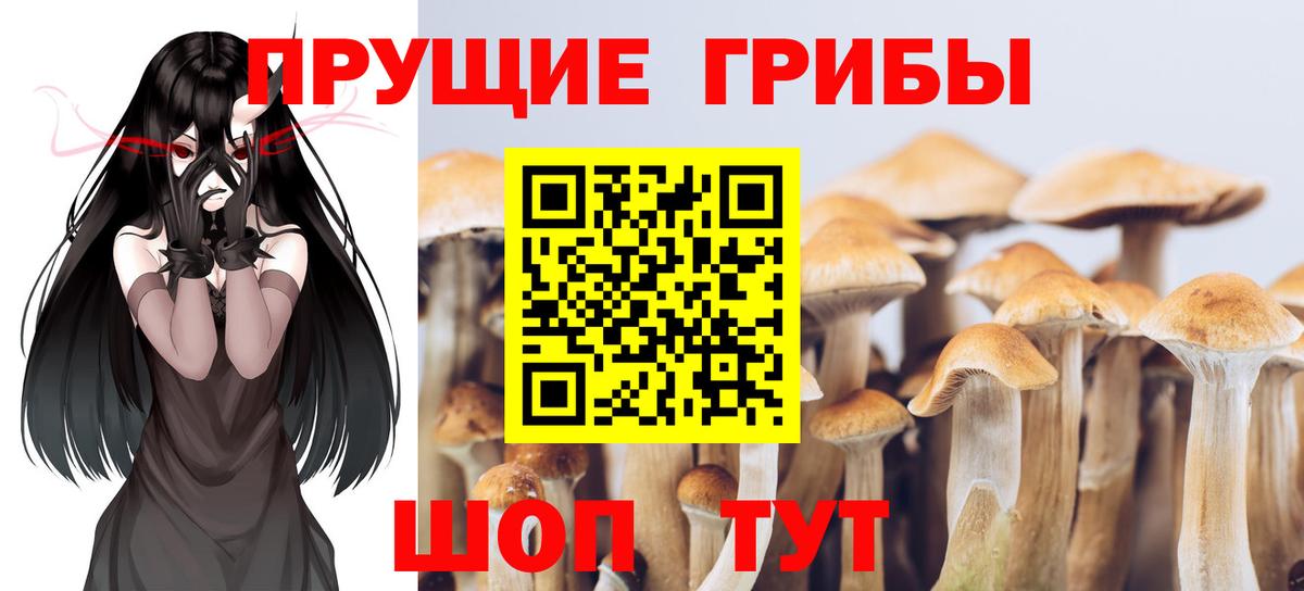 Галлюциногенные грибы Cubensis Карачаевск