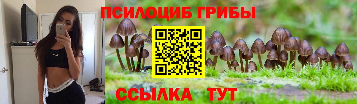 Псилоцибиновые грибы Psilocybe  Вход с VPN  Галлюциногенные грибы Psilocybe  Карачаевск 